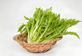 苦菊菜有什么功效與作用